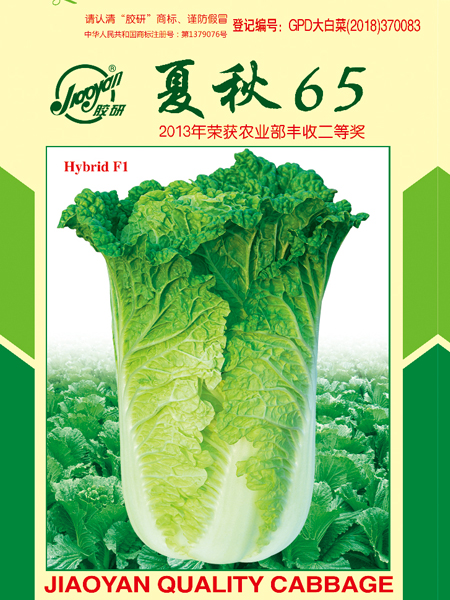 夏秋65——秋播白菜